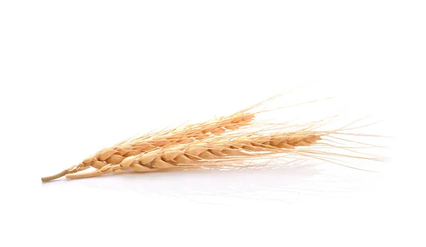 Two Barley Grains Isolated White Background Stock Image
