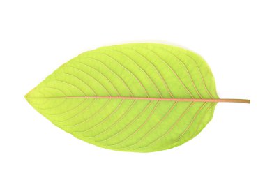 Beyaz arka planda Mitragyna speciosa Korth (Kratom) yaprağının arka tarafı izole. Üst görünüm