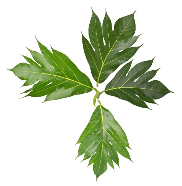 Chlebovník List Artocarpus Altilis Izolované Bílém Pozadí Horní Pohled — Stock fotografie
