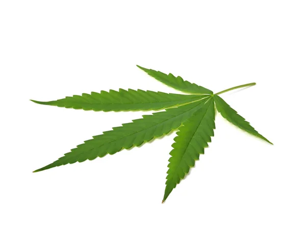 Young Marijuana Cannabis Sativa Leaf Isolated White Background — Stock Photo, Image