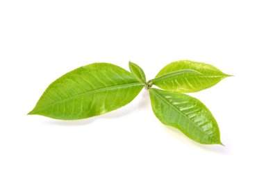 Beyaz arkaplanda taze yeşil çay yaprağı izole edilmiş.
