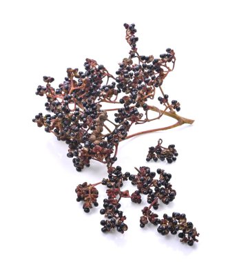 Zanthoxylum limonella Alston, beyaz arka planda izole edilmiş Tayland parfümüdür.