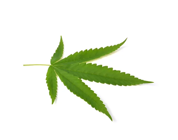Marijuana Leaf Hemp Leaf Isolated White Background — Stock Photo, Image