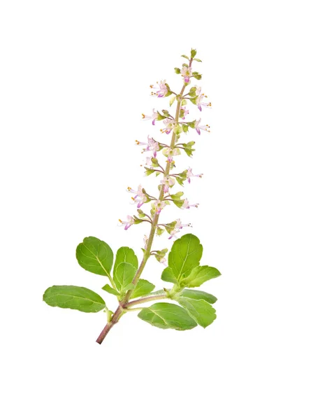Fresh Oganic Holy Basil Ocimum Sanctum Tulsi Flower Isolate White — Stock Photo, Image