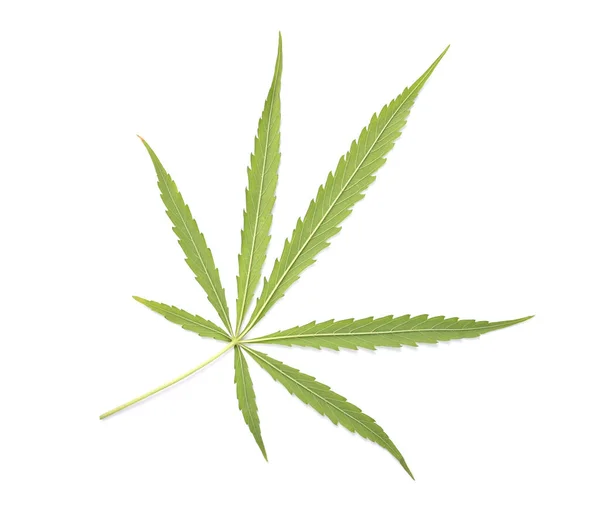 Zadní Strana Listu Marihuany Listy Konopí Izolované Bílém Pozadí — Stock fotografie