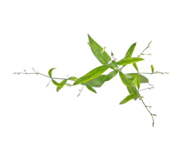 Andrographis Paniculata Vihreä Chiretta Eristetty Valkoisella Pohjalla — kuvapankkivalokuva