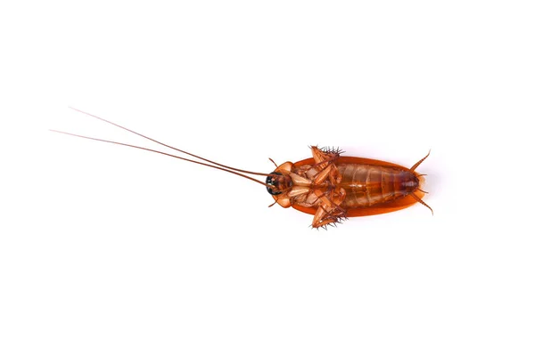 Dead cockroach , lying on your back isolated on white background. Top view