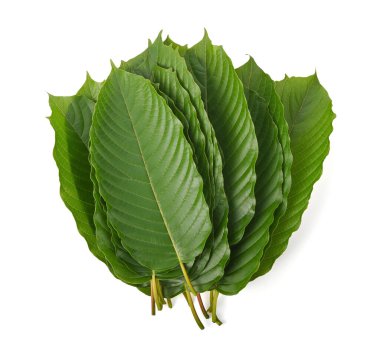 Beyaz arka planda bir yığın Mitragyna Specosa Korth izole edildi. Mitragyna speciosa Korth 'un (Kratom) üst görünümü. İlaç niyetine yenen yapraklar, tıbbi bitkiler.