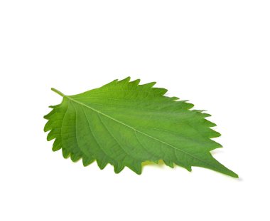 Taze Yeşil Shiso (perilla frutescens) veya beyaz arkaplanda izole edilmiş Oba yaprağı.