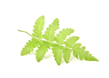 Eğreltiotu yaprakları beyaz arkaplanda izole