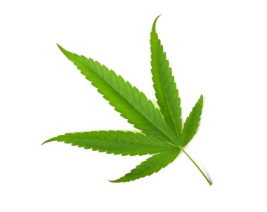 Marihuana yaprağı, kenevir yaprağı beyaz arkaplanda izole