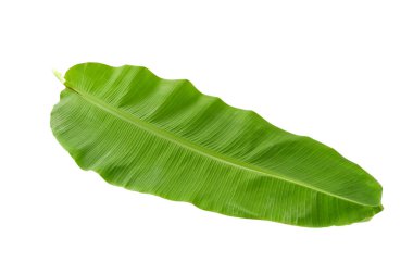 Beyaz arka plan üzerinde izole taze yeşil muz yaprak
