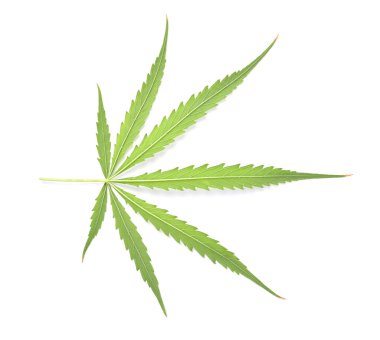 Yeşil marihuana ya da kenevir sativa yaprağının arkasında beyaz arka planda izole edilmiş..