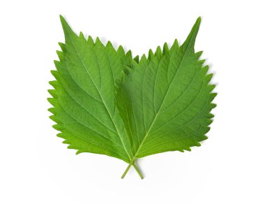 Yeşil Shiso (perilla frutescens) veya beyaz arkaplanda izole edilmiş Oba yaprağı. 