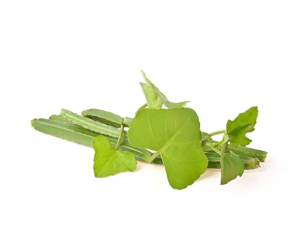 Beyaz arka planda Cissus Quadrangularis L., pirandai veya veldt üzümü. Hemoroidler için bitki.