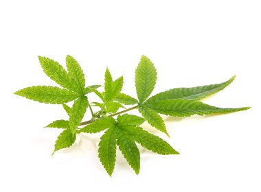 Tıbbi kenevir dalı, yeşil marihuana veya beyaz arka planda kenevir sativa yaprağı