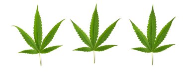 Beyaz arka planda 3 yeşil marihuana veya kenevir sativa yaprağı var. Üst görünüm
