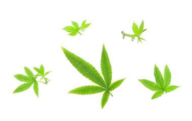 Tıbbi kenevir yaprağı seti, yeşil marihuana veya beyaz arka plan görünümlü kenevir sativa yaprağı