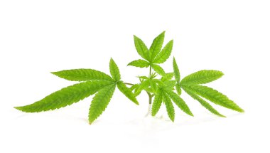 Tıbbi kenevir dalı, yeşil marihuana veya beyaz arka planda kenevir sativa yaprağı 