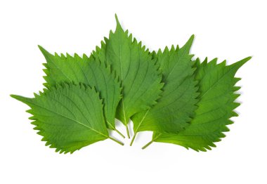 Yeşil Shiso (perilla frutescens) veya beyaz arkaplanda izole edilmiş Oba yaprağı. en üstteki görünüm