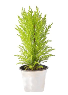 Lemon Cypress, Cypress beyaz arka planda izole edilmiş