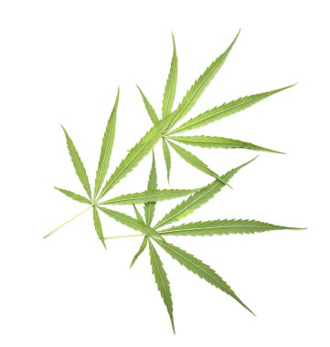 Yeşil marihuana ya da kenevir sativa yaprağının arkasında beyaz arka planda izole edilmiş..