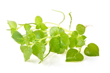 Taze peperomia pellucida bitkisi, beyaz arka planda izole edilmiş parlak izin.