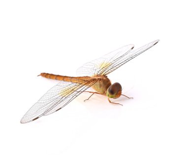 Tayland yusufçuğu, klorogomphus, Cordulegaster beyaz arka planda izole edilmiş.