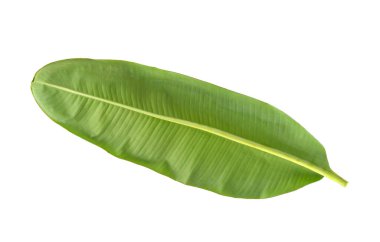 Beyaz arka planda izole edilmiş muz yaprağının arkasında. en üstteki görünüm