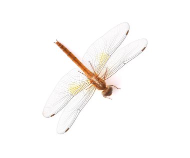 Yusufçuk beyaz bir arkaplanda izole edilmiş..