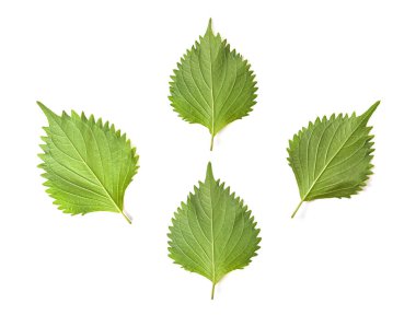 Yeşil Shiso 'nun arkası (perilla frutescens) veya beyaz arkaplanda izole edilmiş Oba yaprağı. en üstteki görünüm