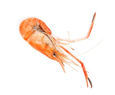 Izgara karidesi beyaz arkaplan görünümünde izole edildi