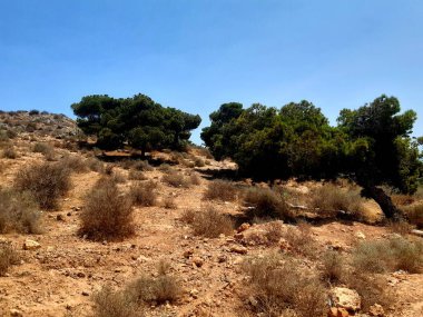 Uzun ağaçlarıyla bir dağ manzarası