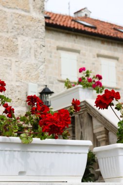 Bahçedeki kırmızı Pelargonium. Yaz bahçesinde kırmızı sardunya çiçekleri. Çiçek arkaplan. Konforlu bir Avrupa şehrinin sokaklarında sardunya çiçekleri açıyor. Turna gagalı kırmızı çiçekler.