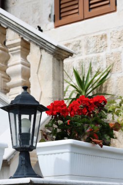 Bahçedeki kırmızı Pelargonium. Yaz bahçesinde kırmızı sardunya çiçekleri. Çiçek arkaplan. Konforlu bir Avrupa şehrinin sokaklarında sardunya çiçekleri açıyor. Turna gagalı kırmızı çiçekler.