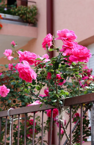 Primer Plano Rosas Rosadas Jardín Relámpago Brillante Por Mañana Reina — Foto de Stock