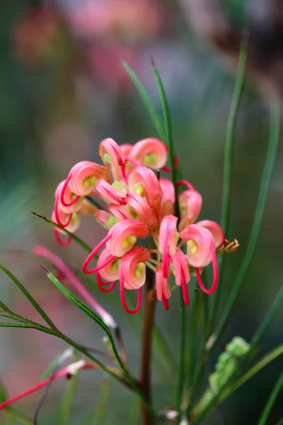 Bahçedeki kırmızı Grevillea çiçeği, yeşil yapraklı arka plan. Örümcek çiçeği Grevillea johnsonii pembe-kırmızı çiçeklere vuruyor. Yerli Avusturyalı komik kırmızı çiçek Grevillea rosmarinifolia