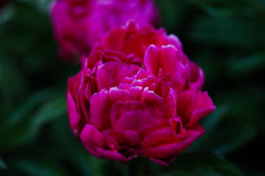 Kırmızı şakayık çiçeği, yakın plan seçici odaklı ve ışık bulanık arkaplan. Gösterişsiz, güzel, çiçek arkaplanlı pembe şakayık bir resim. Tek yemyeşil şakayık kafa, kıpkırmızı gizemli çiçek.