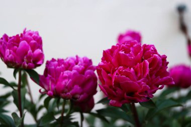 Kırmızı şakayık çiçeği, seçici odak ve bulanık arkaplan ile yakın çekim. Gösterişsiz, güzel, çiçek arkaplanlı pembe şakayık bir resim. Şakayık saçlı, kıpkırmızı gizemli çiçek