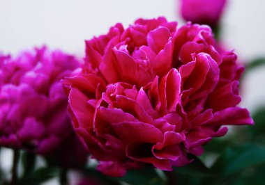 Kırmızı şakayık çiçeği, yakın plan seçici odaklı ve ışık bulanık arkaplan. Gösterişsiz, güzel, çiçek arkaplanlı pembe şakayık bir resim. Şakayık saçlı, kıpkırmızı gizemli çiçek