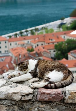 Karadağ 'ın Kotor kentindeki eski bir şehir olan liman manzarasında tatlı kedi huzur içinde uyuyor. Avrupa turistik noktasında uyuyan evsiz bir kedinin ön görüntüsü, dikey görüntü seyahat konsepti, dikey görüntü