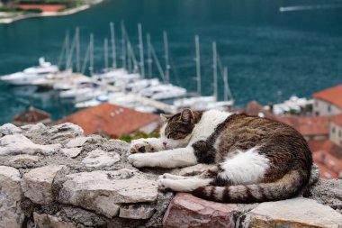 Karadağ 'ın Kotor kentindeki eski bir şehir olan liman manzarasında tatlı kedi huzur içinde uyuyor. Avrupa 'nın turistik bölgesinde uyuyan evsiz bir kedinin ön görüntüsü. Seyahat kavramı