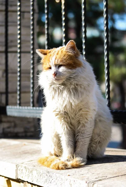 Katt Som Sitter Vägg Och Njuter Solen Istanbuls Vackra Gator — Stockfoto