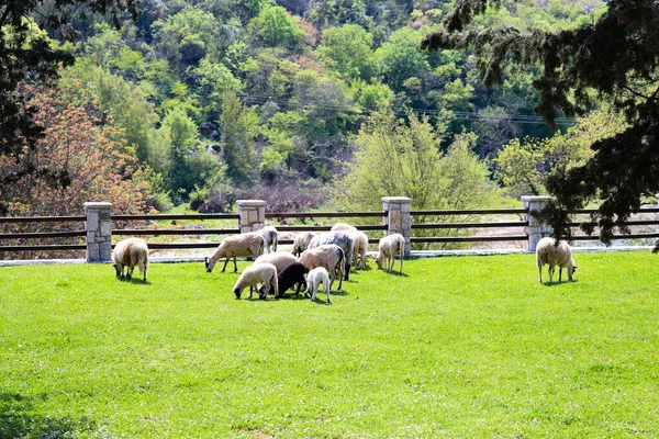 Sheep Goats Graze Green Grassy Meadow Highlands Sunny Summer Day — Stock Photo, Image