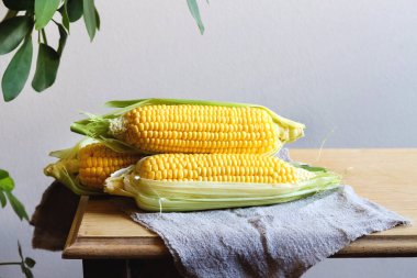 Gri duvar arkaplanının üzerinde, ahşap bir masanın üzerinde yaprakları olan taze mısır koçanları. Açık kahverengi ahşap bir masada kır tarzında çiğ mısır koçanları. Mısır koçanında canlı fotoğraf, doğal yıldırım, köy tarzı.