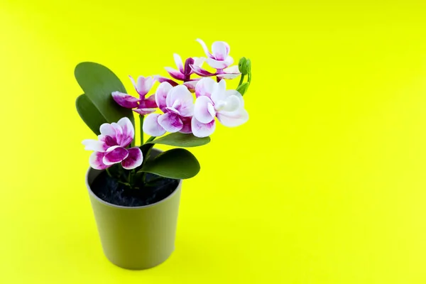 Pink orchid in flower pot on colored yellow background. Orchid flower banner with copy space, minimalistic concept. Tropical purple orchid artificial flower in pot on colorful background