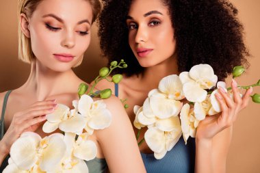 Phalaenopsis çiçeğine dokunan iç çamaşırlı parlak, tapılası kadınların fotoğrafı izole edilmiş bej arka plan.