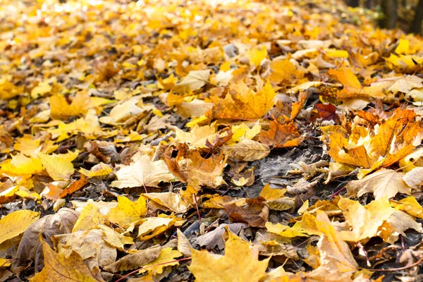 Fallen Yellow Orange Autumn Leaves Lying Ground Autumn Leaf Background — Stock Photo, Image