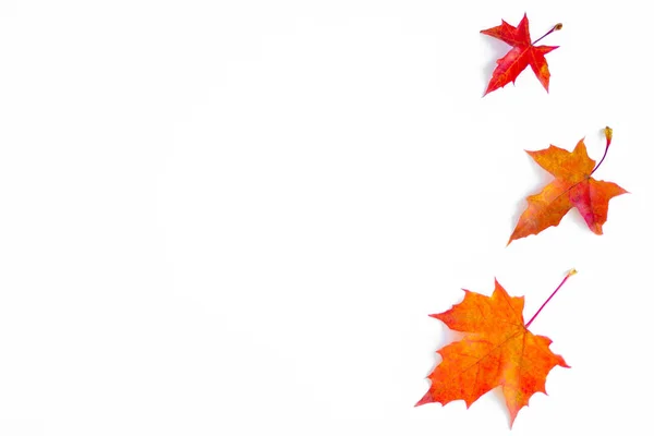 Background Yellow Maple Leaves Space Text White Background Autumn Leaf — Stok fotoğraf