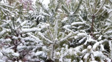Snow-covered spruce trees in snowfall. Fabulous winter forest landscape. Christmas tree. The atmosphere of Christmas and New Year. 4K video footage.